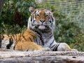 ZOO-Viden 24 srpen 2014 079.JPG